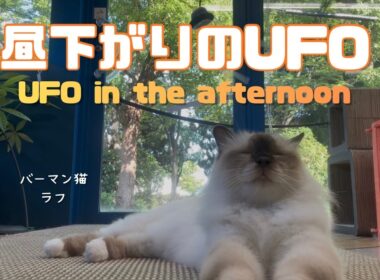 バーマン猫ラフとウリ【昼下がりのUFO】UFO in the afternoon（バーマン猫）Birman/Cat