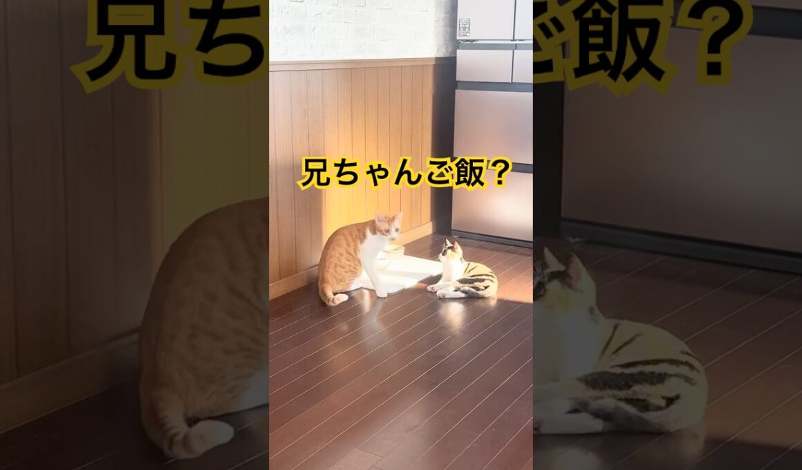 今朝のしょう太と芽依2026/8/27