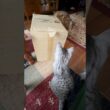 ￼ダンボール対戦ごっこするニャンズ🥰💖#ねこ#cat#癒し動画#ocicat#bengalcat #ベンガル #オシキャット#仲良し猫