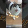 ツンデレすぎる臆病猫