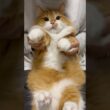 You!Joy!Parade!踊ってみました！ #shorts #猫 #マンチカン #cat #munchkin