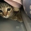 掃除用具が怖くてクローゼットに逃げ込む子猫