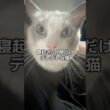 寝起き5分間だけ嘘みたいに甘えてくる😂#猫 #ラグドール #猫のいる暮らし #猫のいる生活