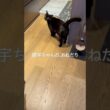 おねだり胡宇ちゃん #cat #にゃんグラム #猫のいる暮らし #ねこ #猫好きさんと繋がりたい #猫のいる生活 #ボンベイ #黒猫