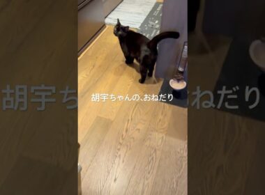おねだり胡宇ちゃん #cat #にゃんグラム #猫のいる暮らし #ねこ #猫好きさんと繋がりたい #猫のいる生活 #ボンベイ #黒猫