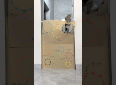猫 #子猫 #ペット #かわいい #cat #challenge #catchallenge