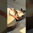 夕日を浴びるシャム猫🐱 - My cat likes to bathe in the setting sun - #shorts #cat