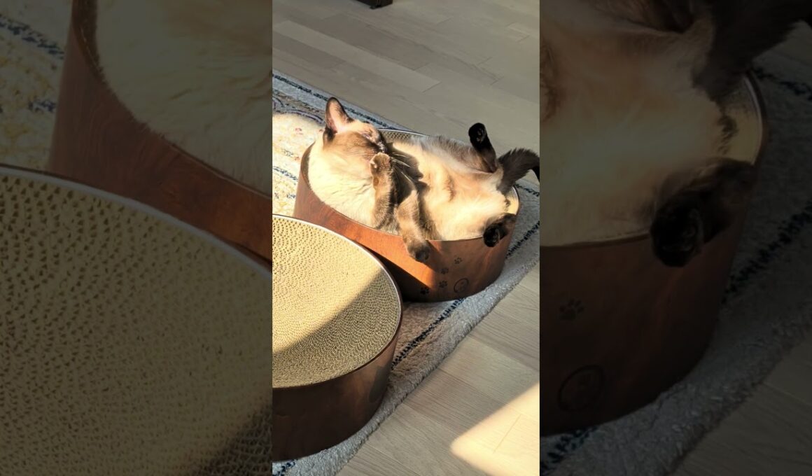 夕日を浴びるシャム猫🐱 - My cat likes to bathe in the setting sun - #shorts #cat