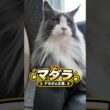 この子猫、想像以上にデカくなりました。｜メインクーン #Shorts