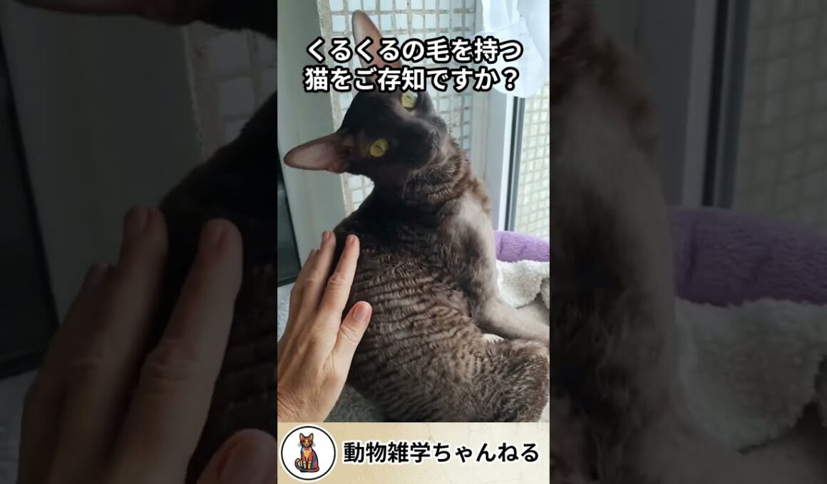 農場から生まれたパーマの毛並みの猫 #コーニッシュレックス #猫 #猫の雑学 #雑学 #解説動画 #動物雑学ちゃんねる