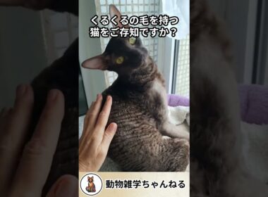 農場から生まれたパーマの毛並みの猫 #コーニッシュレックス #猫 #猫の雑学 #雑学 #解説動画 #動物雑学ちゃんねる