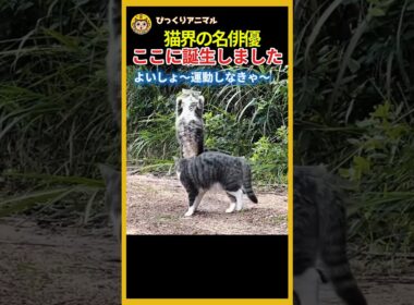 知らんぷり猫 名演技すぎる #面白い動物 #にゃんこの反応 #shorts