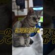 吹雪の能力をステータス化してみる🐈️#shorts #スフィンクス猫 #猫 #ねこ #ネコ #吹雪