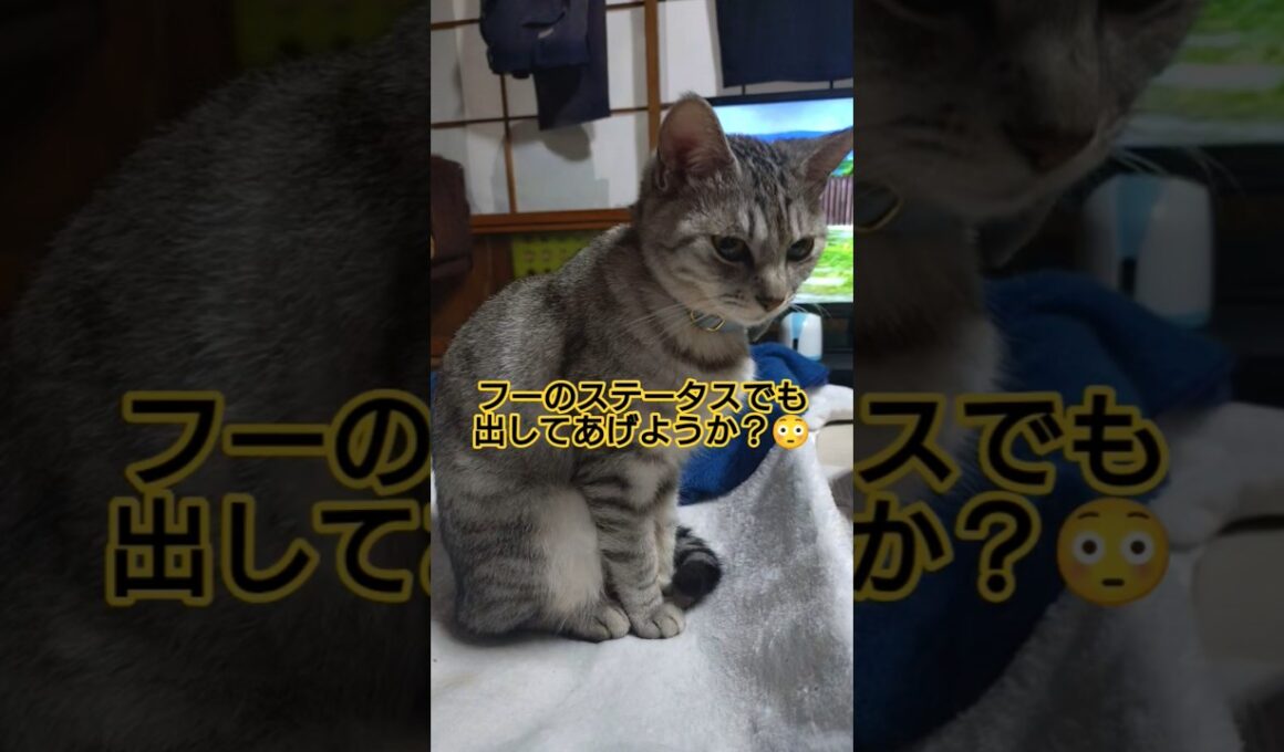 吹雪の能力をステータス化してみる🐈️#shorts #スフィンクス猫 #猫 #ねこ #ネコ #吹雪
