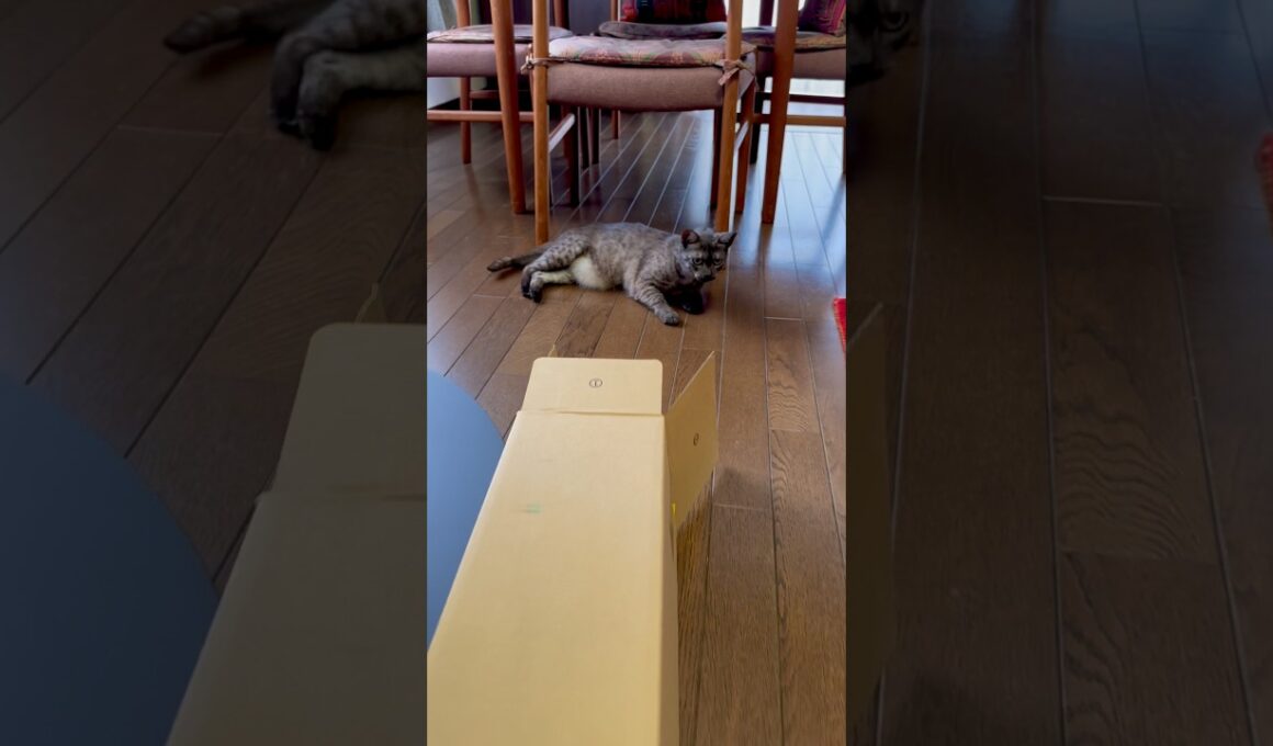 【なが〜いダンボール箱に大興奮猫】ダイソンコードレス掃除機の交換用ホースを注文したら、めっちゃ長いダンボール箱で届き、すす大喜び😻#egyptianmaucat #エジプシャンマウ #shorts