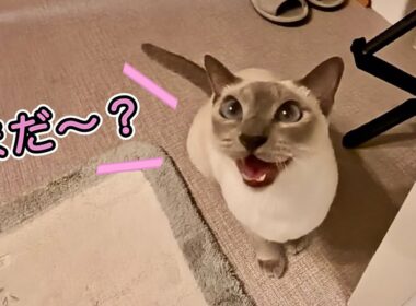 入浴中、甘えん坊猫が何しているかこっそり見てみたら…🥹