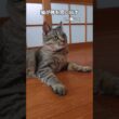 スフィ座りでおはよ～ #猛暑 #エジプト #神 #スフィンクス猫  #かわいい猫