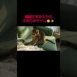 ふみふみに夢中すぎるモカ🤣🐾