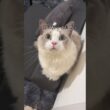 猫のお出迎え、日によって差がありすぎる#猫 #ラグドール #猫のいる暮らし #猫のいる生活
