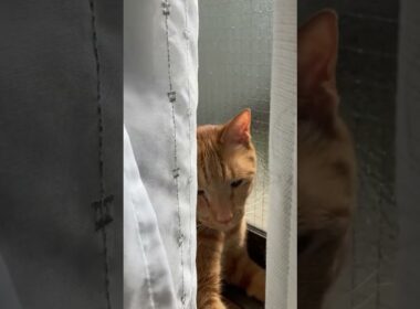 【茶トラ猫】カーテンの裏で春を感じるジラフ#shorts