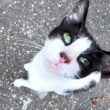 【甘えん坊子猫】木の上のシャム猫と木の下のハチワレ【後編】 / Siamese Cat in a Tree & Tuxedo Cat (Part 2)