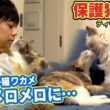 【甘えん坊の子猫】ティモンディ前田さんが預かる保護猫ワカメが遂にここまで！（嗚呼!!みんなの動物園,ティモンディ前田）