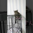 ケージに挟まっちゃって降りれなくなった子猫【三崎動物保護センターの日常】#shorts #cat #猫