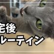 疲れた日は、猫を眺める。｜ロシアンブルーのイカスミ
