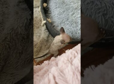 Cornish Rex kitten meow and jump, she is just 1 month old