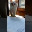 あの日、ひとりだったシロちゃんに起きた3年間【3周年✨】  #猫 #cat #cats #保護猫