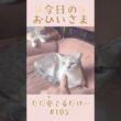 我が家のおひいさまイヴ#105。成長のひとコマ…ただ愛でるだけ　#shorts
