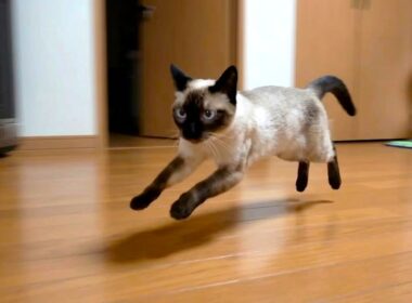 部屋の中と外を６往復するシャム猫🏃