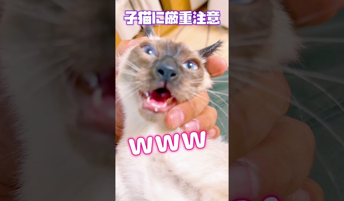 【今日のあおくん】約１ヵ月半かけて猫カビの治療が終了した！