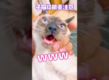 【今日のあおくん】約１ヵ月半かけて猫カビの治療が終了した！