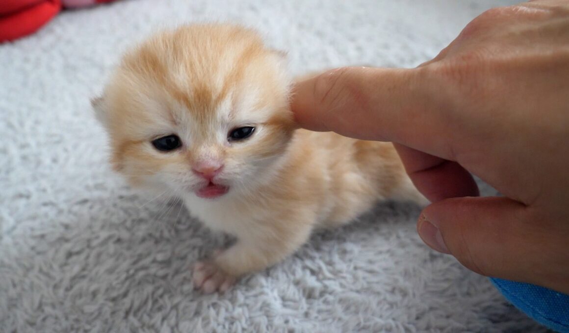 Sleepy kittens are so cute that I can't help but play with them...