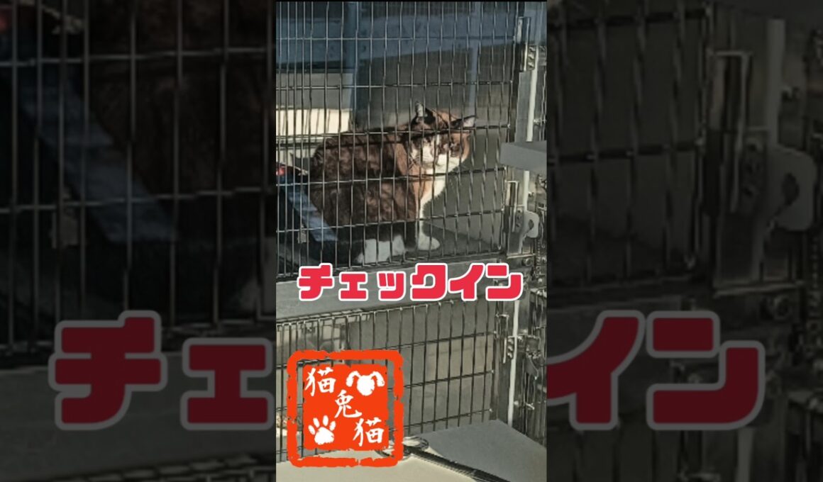 お泊り #スノーシュー猫 #cat #cat #保護猫 #元のら猫 #ネコ #tnr #youtube #ねこ #さくら猫 #猫のいる暮らし #にゃんとにゃん　　  #おっとり猫 #ねこのいる生活