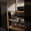 【反抗期の猫】😩相変わらず夜になると反抗期が始まります🥹ダメなことをわざとやりまくる。んもう‼️#egyptianmaucat #エジプシャンマウ #反抗期猫 #shorts #cat #ねこ部