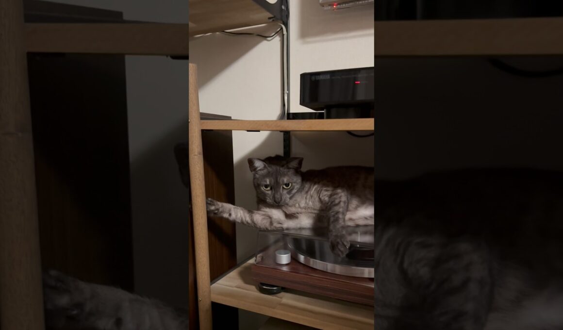 【反抗期の猫】😩相変わらず夜になると反抗期が始まります🥹ダメなことをわざとやりまくる。んもう‼️#egyptianmaucat #エジプシャンマウ #反抗期猫 #shorts #cat #ねこ部
