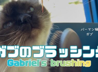 バーマン猫ガブ【ガブのブラッシング】Gabriel's brushing（バーマン猫）Birman/Cat
