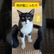 三つ子の子猫全員の意見が一致しました。 #猫 #フレーメン反応 #shorts