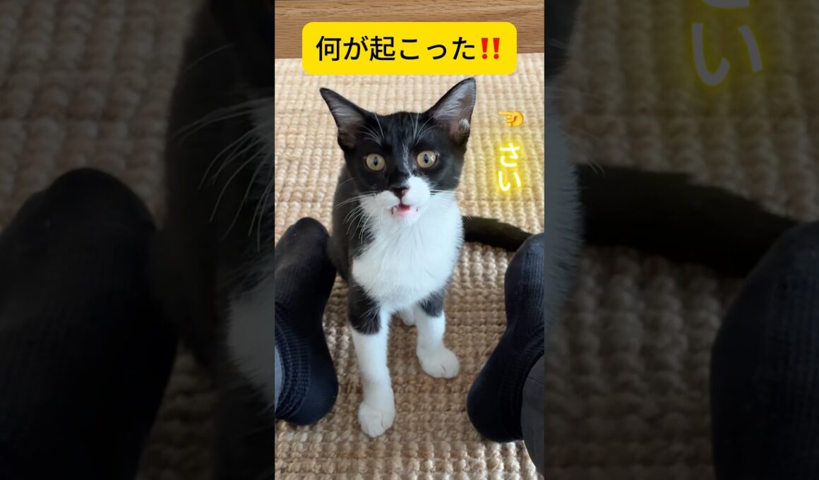 三つ子の子猫全員の意見が一致しました。 #猫 #フレーメン反応 #shorts