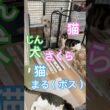 朝の猫犬猫 #メインクーンミックス #ゴールデンドゥードル#犬と猫