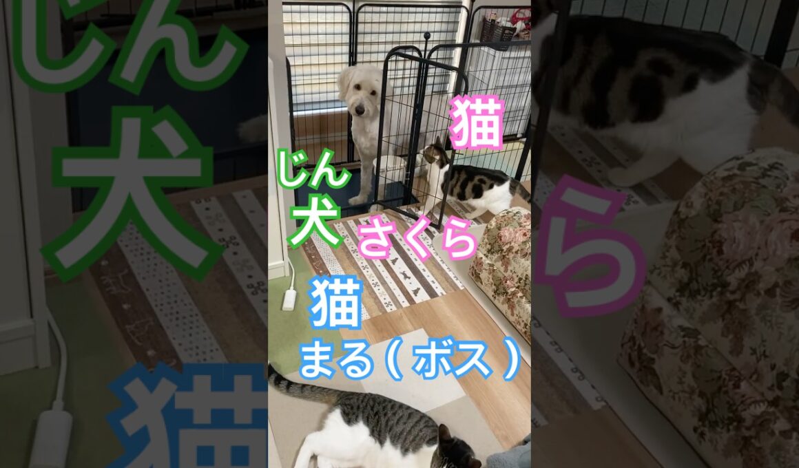 朝の猫犬猫 #メインクーンミックス #ゴールデンドゥードル#犬と猫