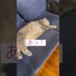 先に居た #ねこ動画 #アメリカンカール #猫好きさんと繋がりたい