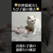 珍妙猫親方、どんくさ子猫に稽古をつける   #cat #kitten #猫 #子猫 #ねこ #こねこ #保護猫  #shorts  #猫のいる暮らし