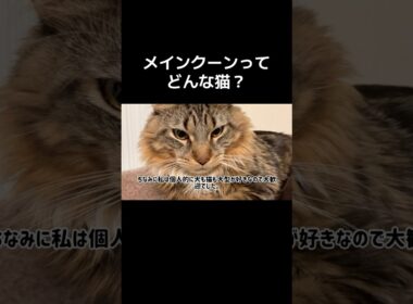 メインクーンってどんな猫❓ #cat #猫 #ネコ #ねこ #メインクーン #shorts