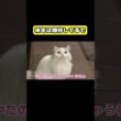 来年は期待してるで　#猫 #おもしろ #アテレコ #ニャンチューバーつくし