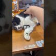 されるがまま猫 #cats #cat #ねこ #ネコ #猫 #子猫 #仔猫 #保護猫 #こはだ