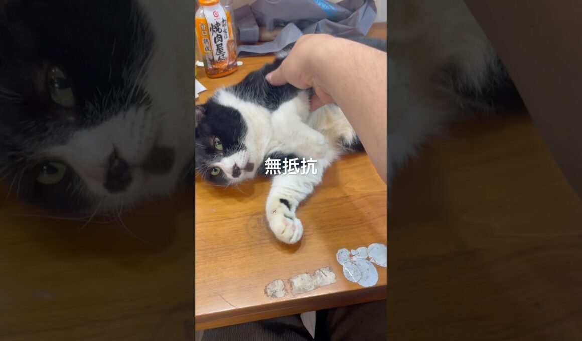 されるがまま猫 #cats #cat #ねこ #ネコ #猫 #子猫 #仔猫 #保護猫 #こはだ