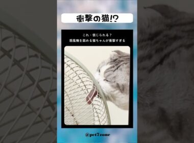 衝撃の猫!? 😻💕 #shorts #cat #meow #kitten #catlovers #貓 #子猫 #猫好き #癒し猫 #猫動画 #もふもふ猫 #고양이 #बिल्ली